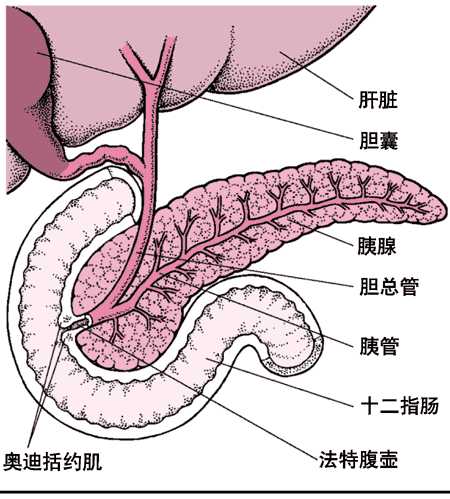 胰腺在什么位置在身体的什么位置