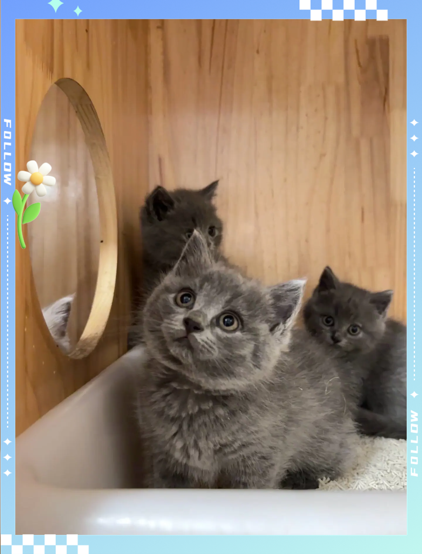 英短蓝猫的优缺点?了解后再养也不迟